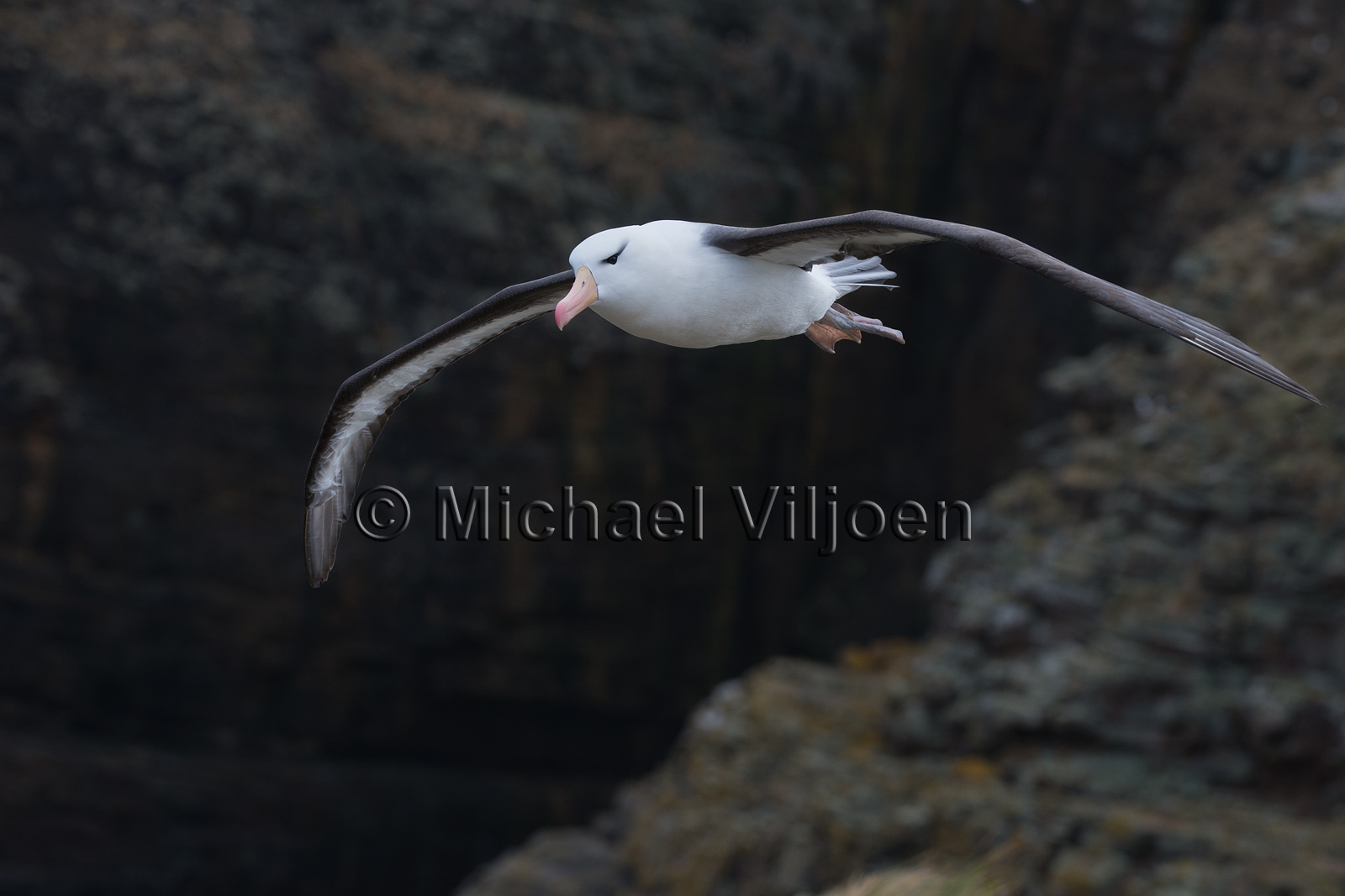 Birds Photography