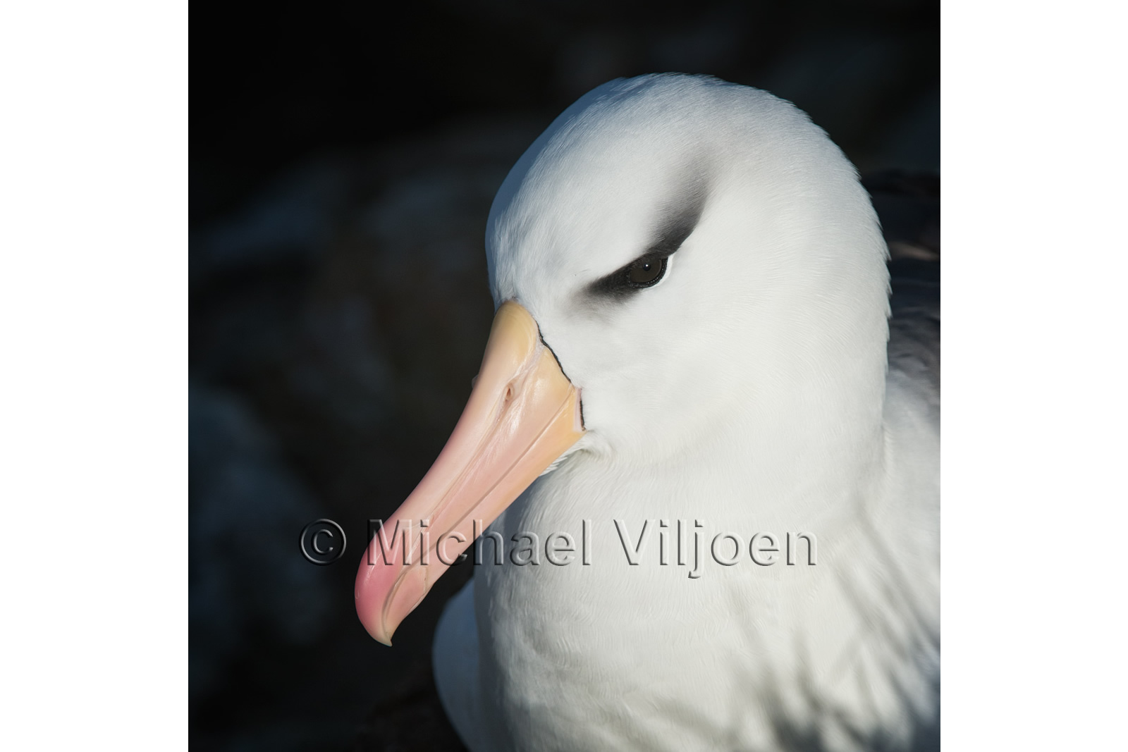 Birds Photography