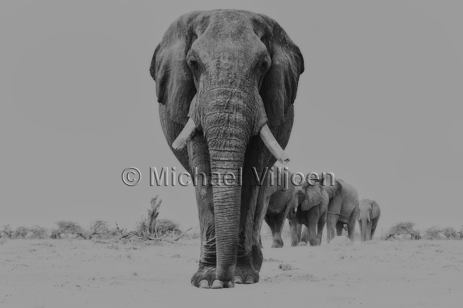 Black and White Photography