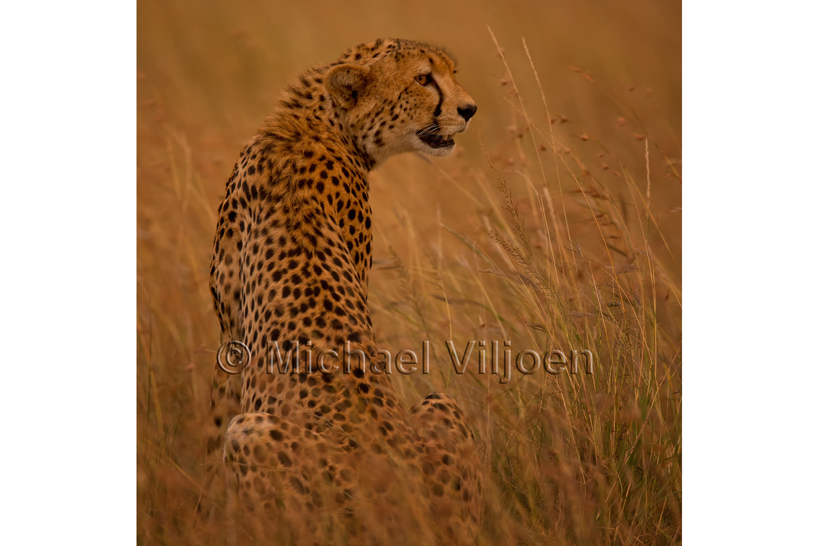 Cheetah Photography