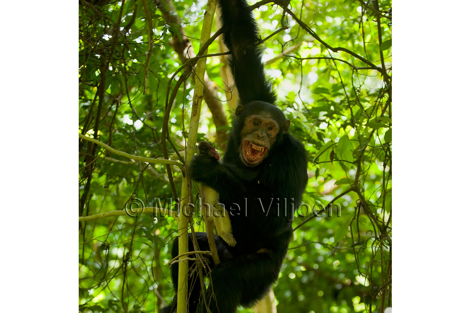 Chimpanzees Photography