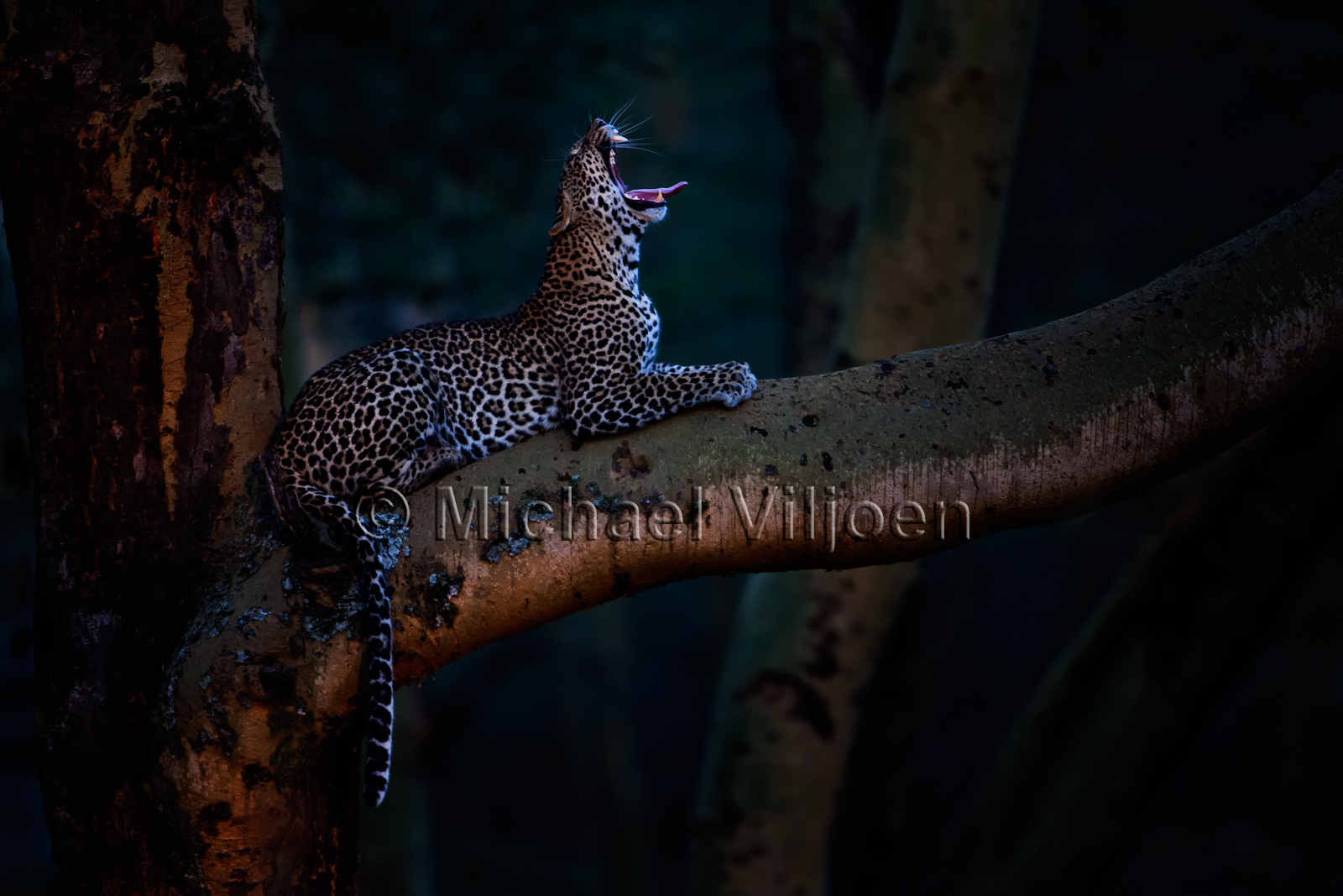 Leopard Photography