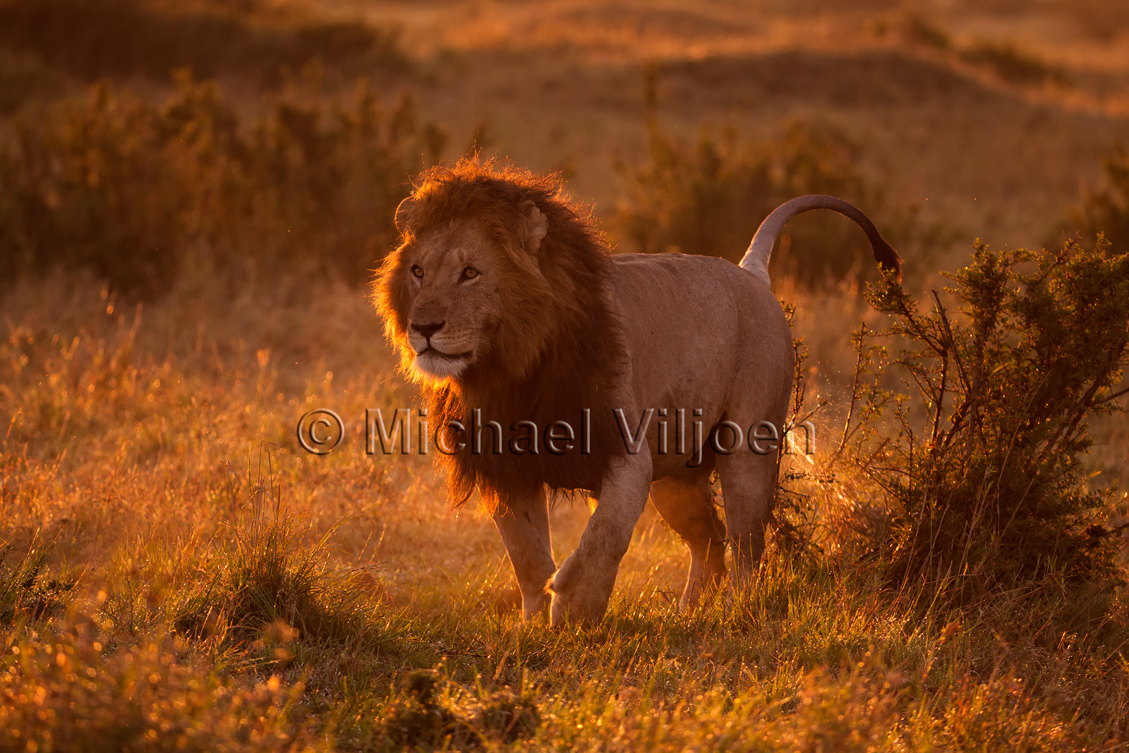 Lions Photography