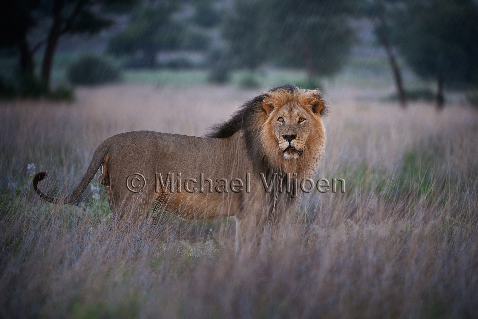 Lions Photography