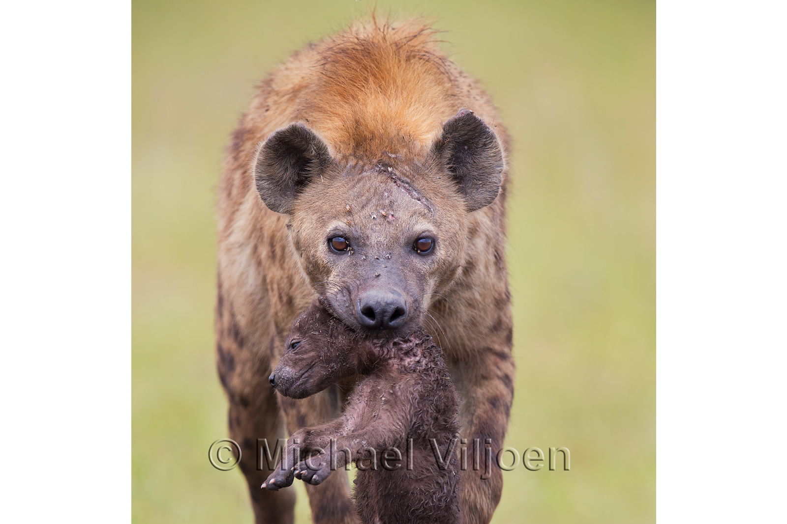 Various Mammals