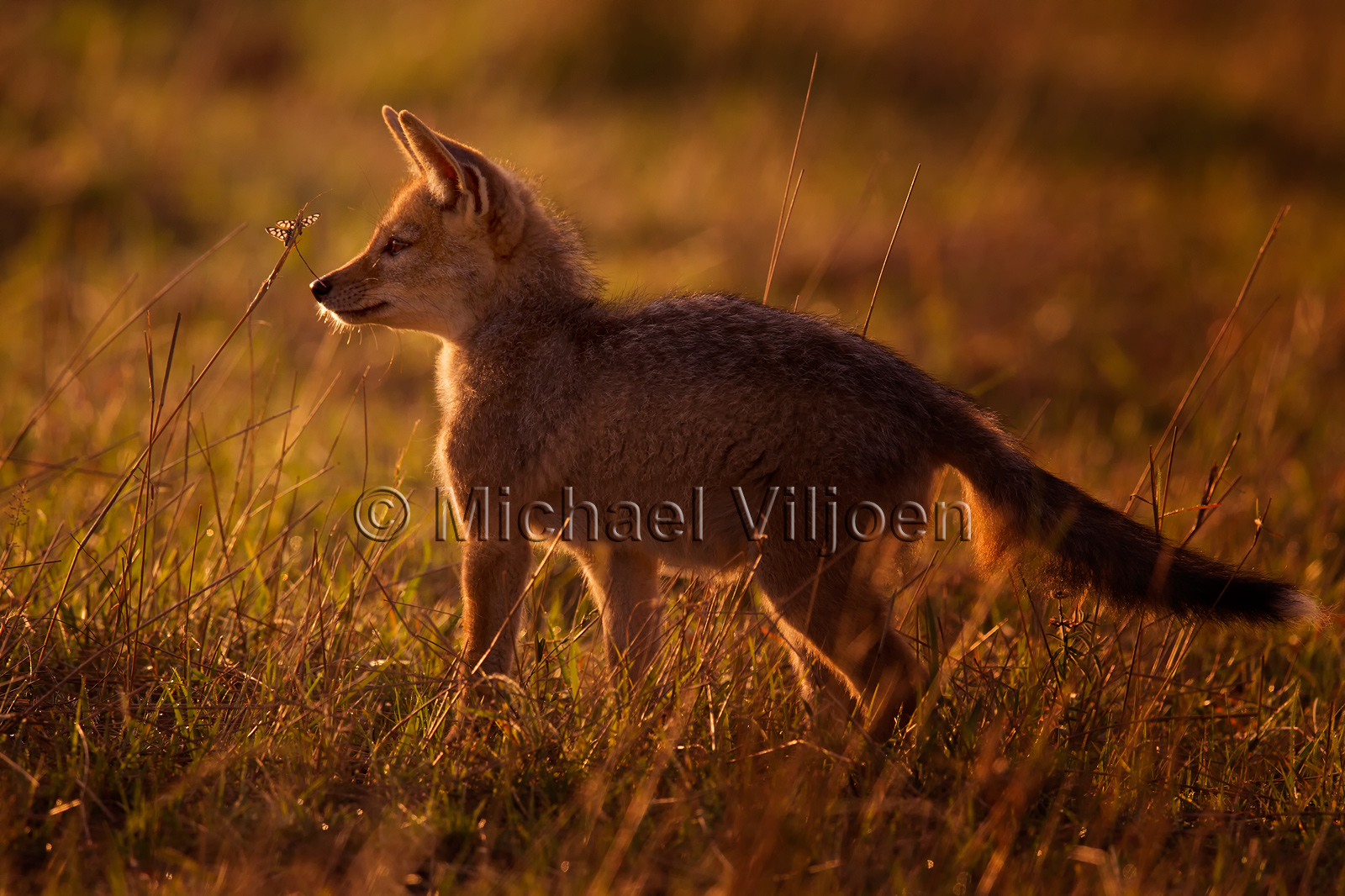 Various Mammals