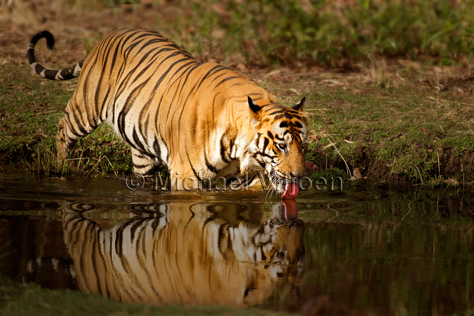 Tigers